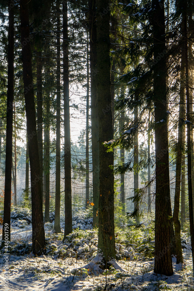 Fototapeta premium Beautiful forest landscape for the background. The light of the sun through the trees in winter at sunset.