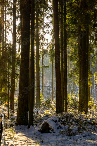 Beautiful forest landscape for the background. The light of the sun through the trees in winter at sunset.