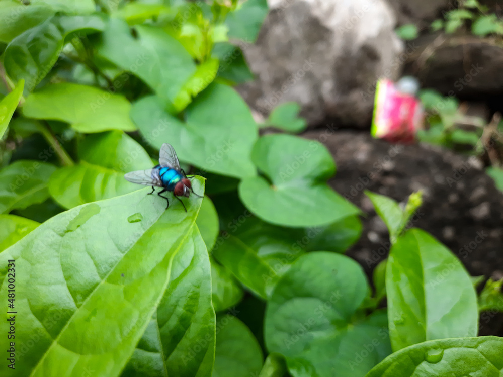 Fototapeta premium dragonfly on a leaf