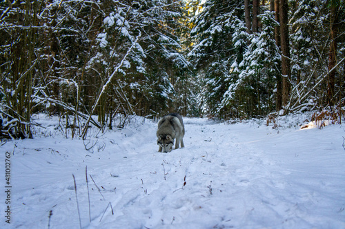Malamute husky dog walking in winter snowy forest © Payllik