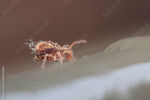 Globular springtail Dicyrtomina ornata in very close view