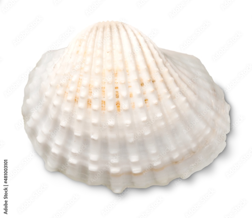 Decorations of seashell or ocean mollusk. Underwater life Decorations of seashell or ocean mollusk. Underwater life