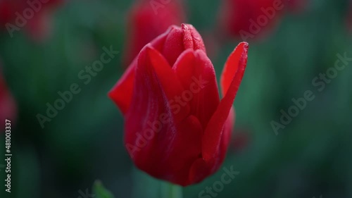 Closeup bright flower petals outdoors. Macro shot of beautiful red tulip outside