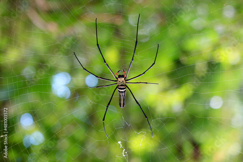 Closeup of a Giant Golden Orb Weaver Spider on Its Web in the Rainforest of Saraburi Province, Thailand 