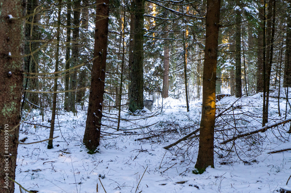 Fototapeta premium Winter beautiful forest with sunlight on a snowy day