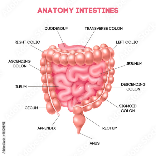 Human Colon Diagram