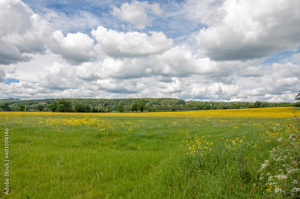 Fototapeta premium Yellow canola flowers in the summertime.