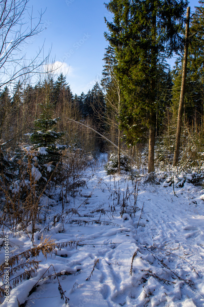Winter beautiful forest with sunlight on a snowy day Winter beautiful forest with sunlight on a snowy day