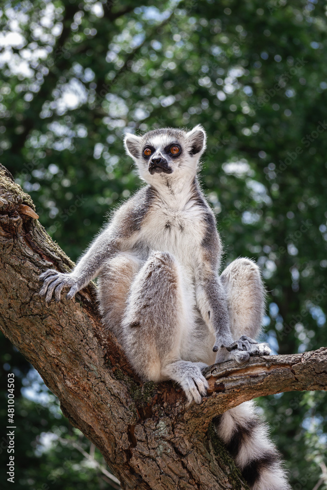 Fototapeta premium Lemur sitting on the tree in zoological garden.