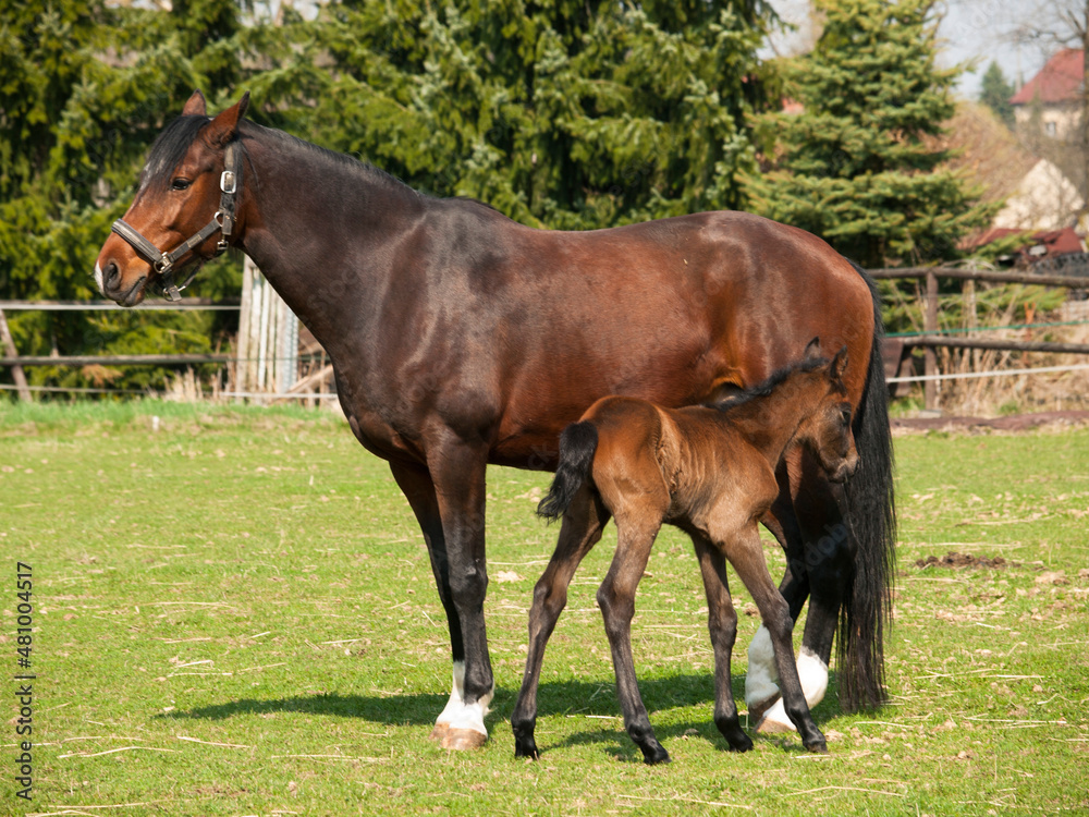 Brown mare and foal of horses breed for showjumping on meadow in summer day Brown mare and foal of horses breed for showjumping on meadow in summer day