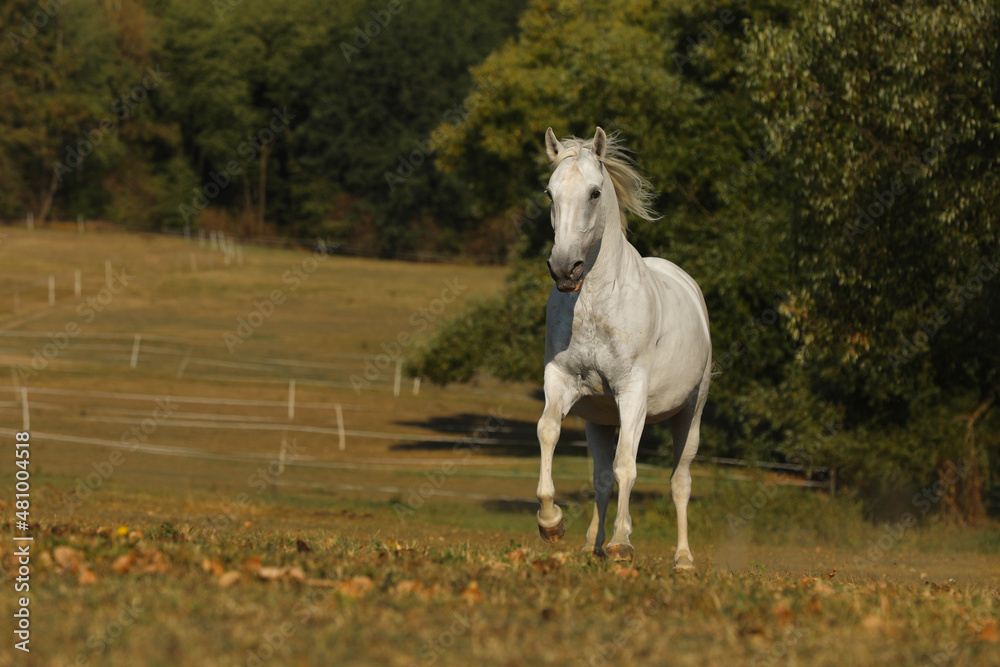 Galloping white horse. Lipizzaner mare on meadow. Agricultural farm scenery.