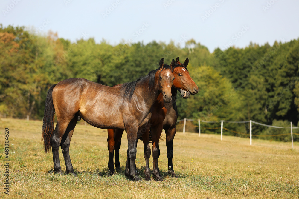 Three young stallions of sport horses. Breeding for showjumping