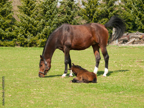 Fotografia Brown mare and foal of horses breed for showjumping on meadow in summer day