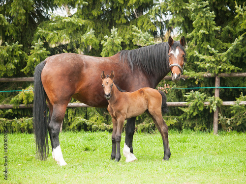Brown mare and foal of horses breed for showjumping on meadow in summer day