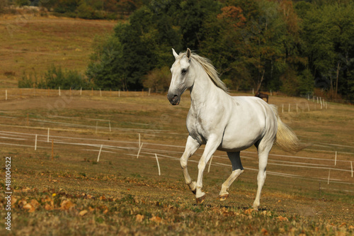 White lipizzaner mare galloping on pasture in late summer afternoon photo