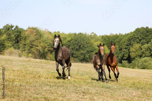 Three stallions breed for sport galloping on meadow on summer afternoon