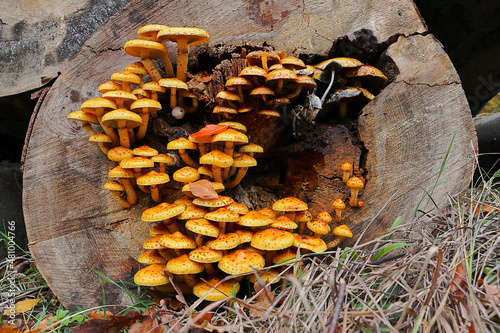 Pilz Pholiota aurivella an einem Baumstamm photo