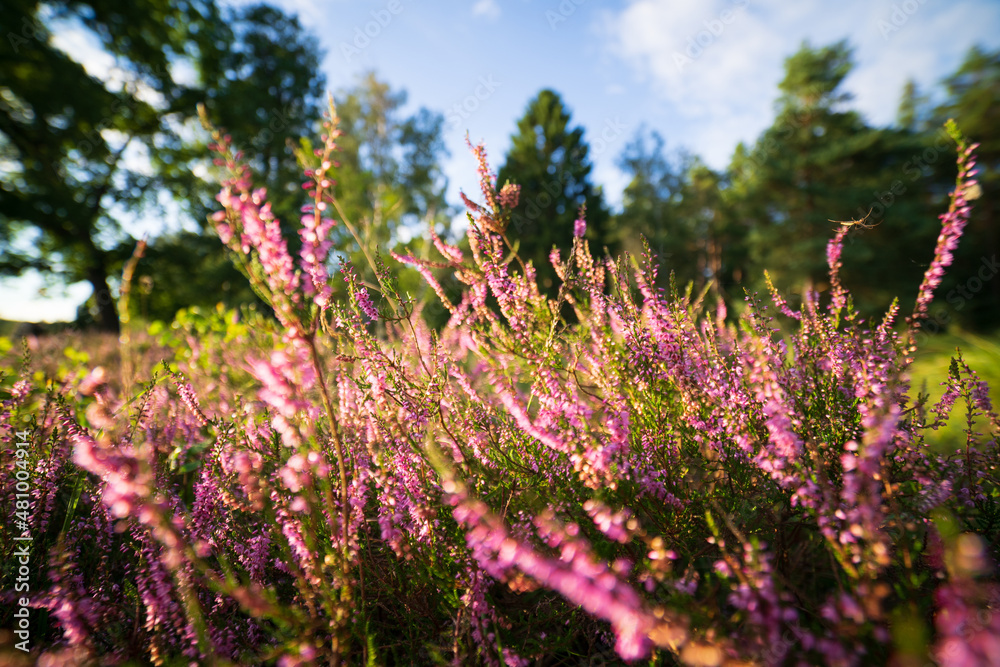 Fototapeta premium heath landscape in summerwith sunshine