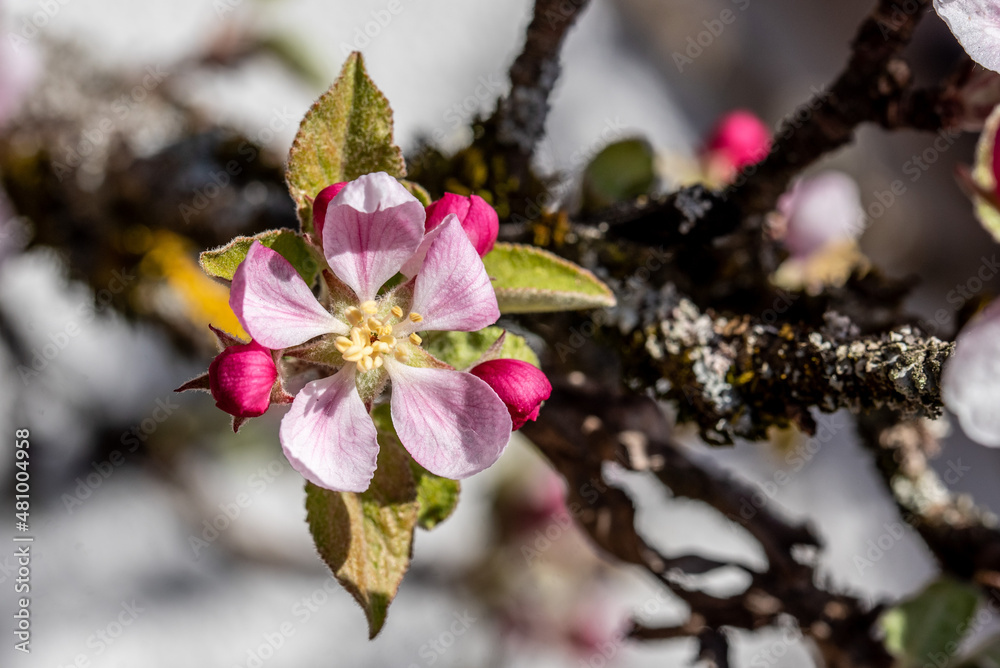 Beautiful blossoms of an apple tree in springtime Beautiful blossoms of an apple tree in springtime