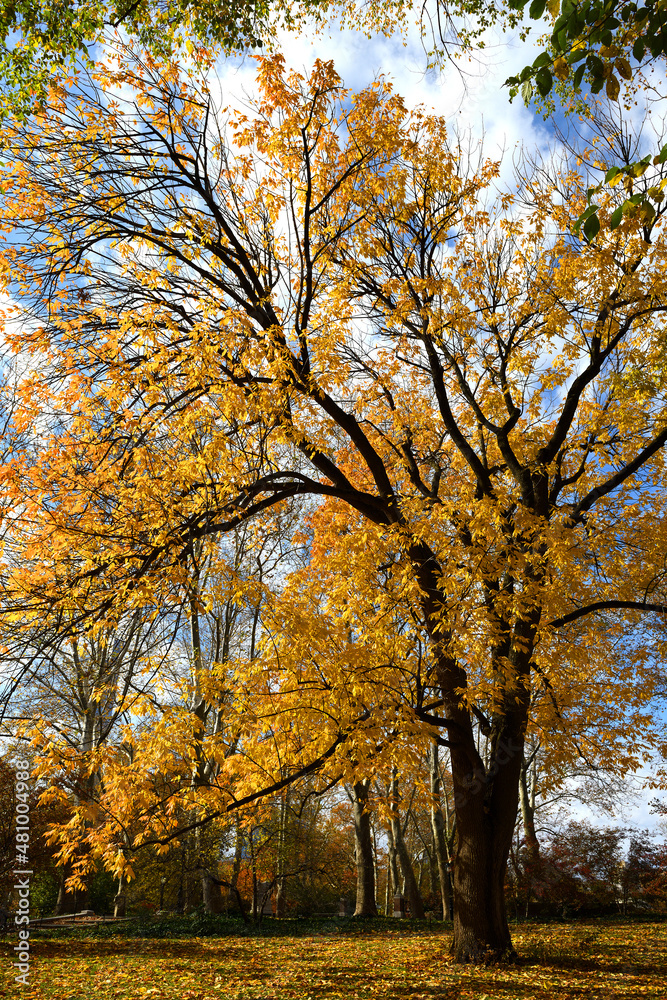 Beautiful golden autumn in Central Park, Manhattan, New York City
