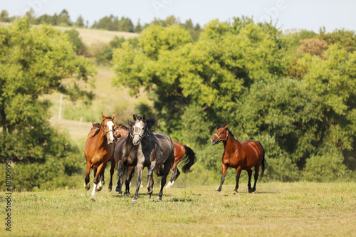 Herd of young sport horses galloping on summer meadow  scene from horse farm