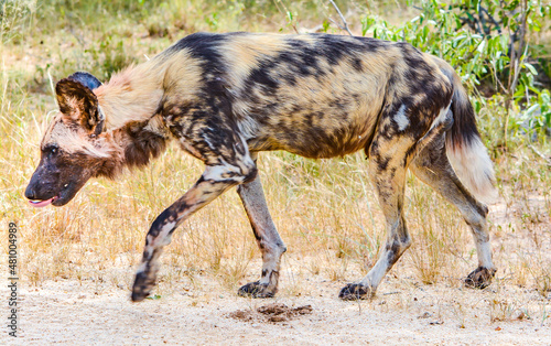 african wild dog licking its lips