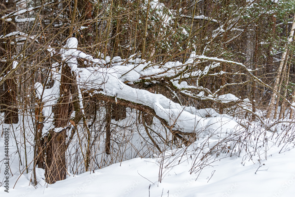 Fototapeta premium Broken Tree trunk under snow.