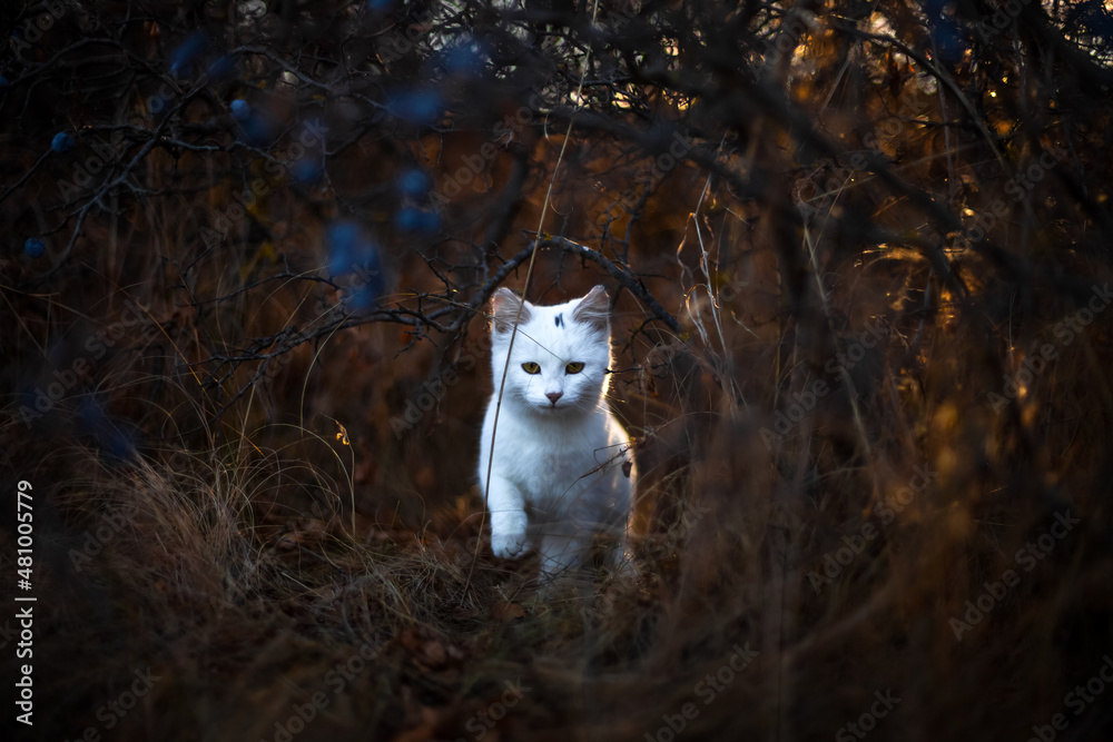 White young cat in a bush without leaves with blue berries on an autumn sunny background. Front view 