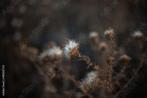 Dry brown burdock with white fluff on an autumn blurred background  © Artem Rodionov