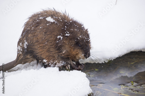 Tableau sur toile The muskrat (Ondatra zibethicus) in winter