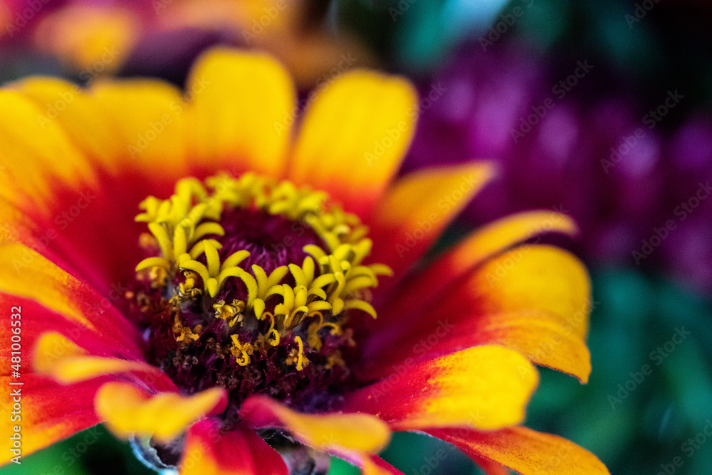 A beautiful colorful aster in a bunch of flowers A beautiful colorful aster in a bunch of flowers