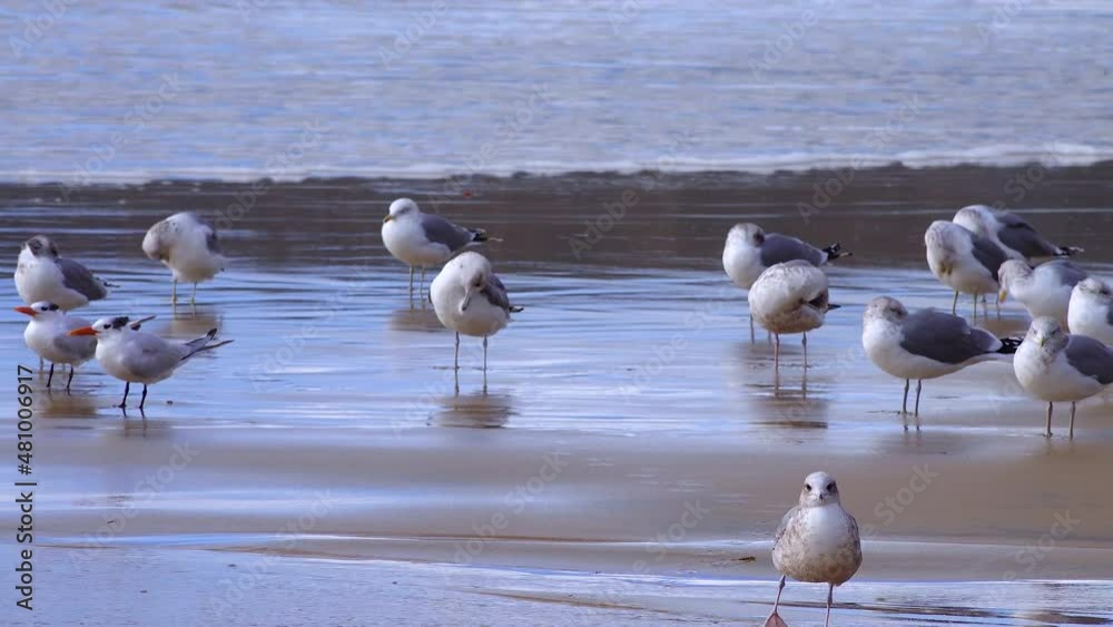 Seagulls are resting on the sandy shore in the surf zone, Seabirds on the Pacific Ocean Seagulls are resting on the sandy shore in the surf zone, Seabirds on the Pacific Ocean