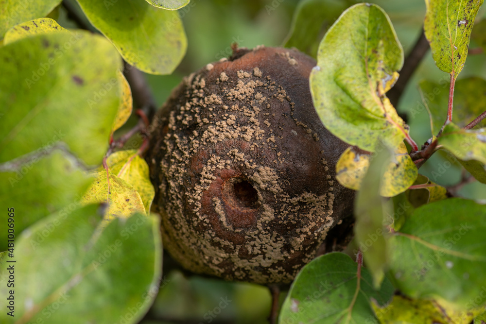 Rotten apple quince on the fruit tree, Monilia laxa infestation plant disease Rotten apple quince on the fruit tree, Monilia laxa infestation plant disease