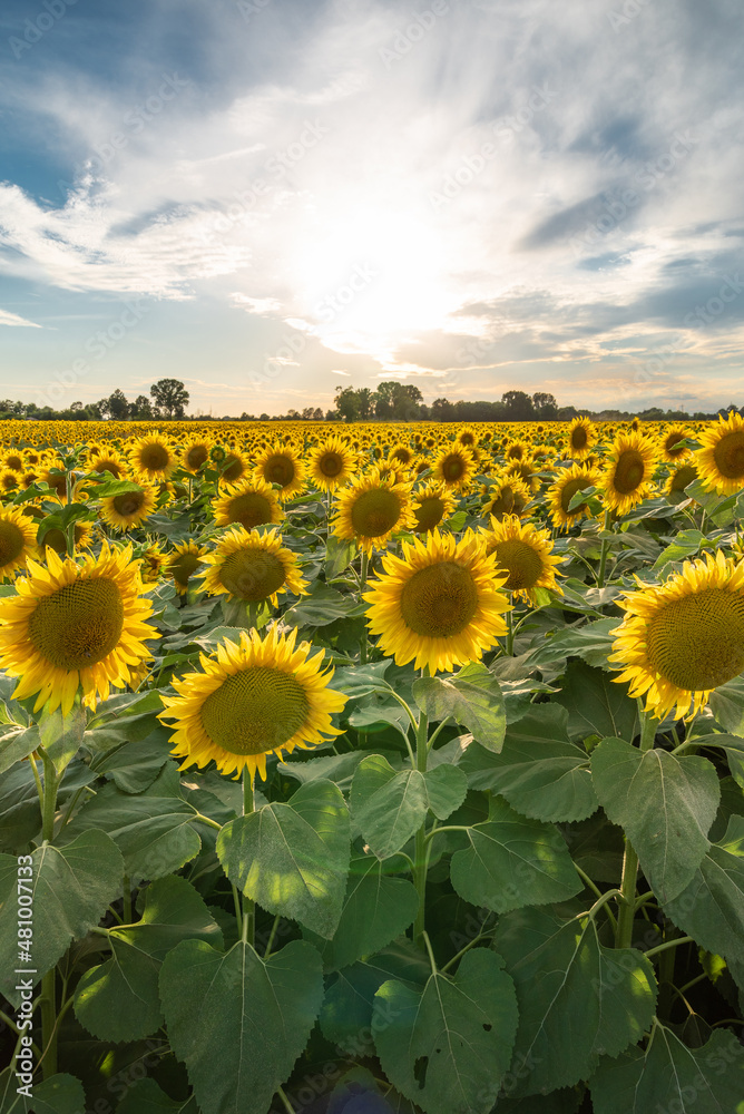 Fototapeta premium Beautiful romantic field of sunflowers in a summer sunset