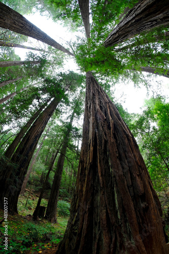 Muir Woods Forest Redwood Trees California