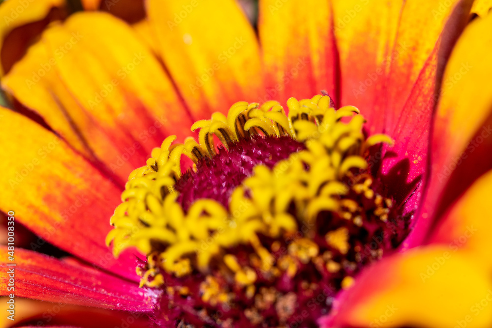A beautiful colorful aster in a bunch of flowers A beautiful colorful aster in a bunch of flowers