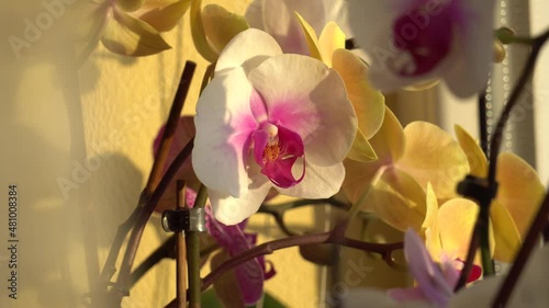 Purple orchid on windowsill. Home plants care.