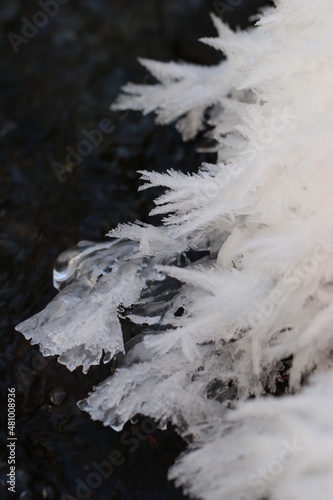 frosty flower © Tatiana Svistulina