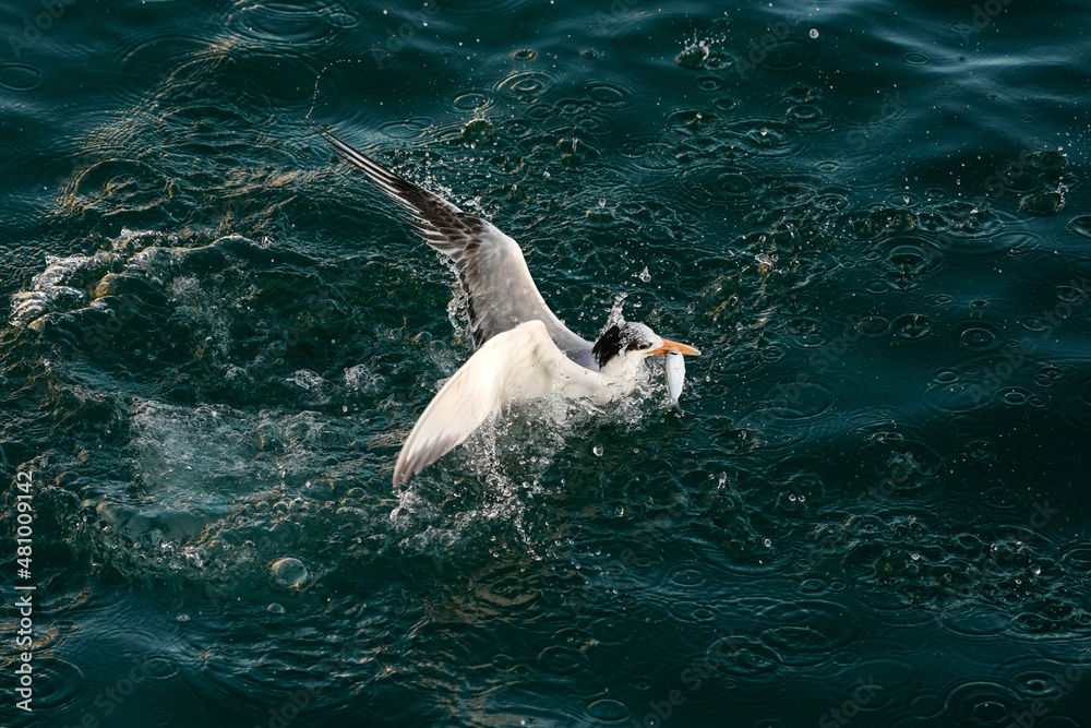 Naklejka premium Tern - Fishing - Florida