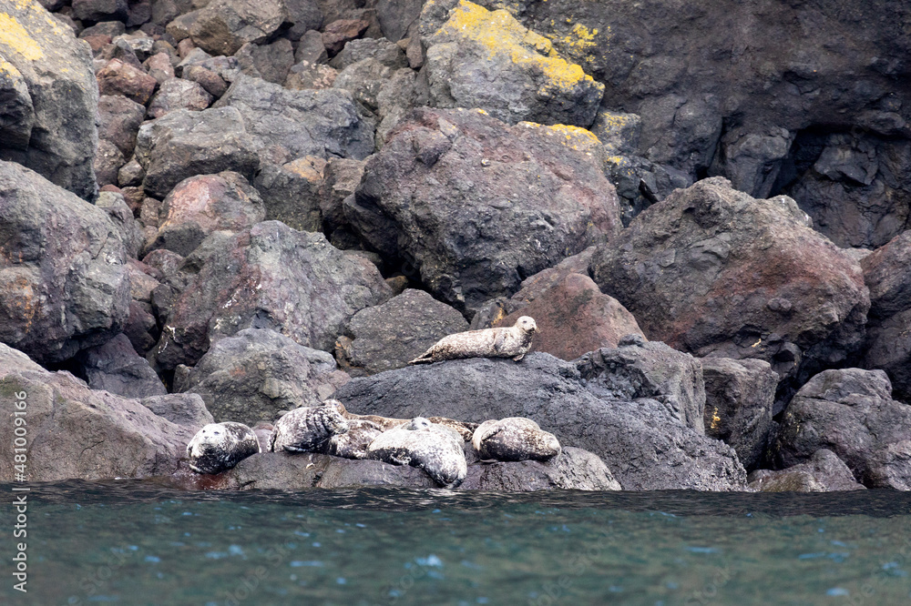 Anthurs or Steinger seals (Phoca vitulina stejnegeri) on Shikotan Island, South Kuriles Anthurs or Steinger seals (Phoca vitulina stejnegeri) on Shikotan Island, South Kuriles
