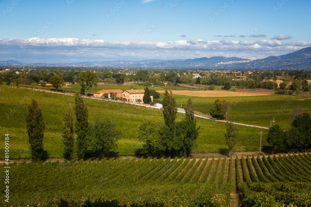 Summer rural landscape with vineyards in Tuscany, Italy