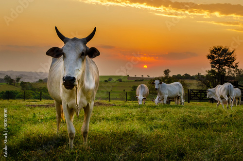 cows on pasture