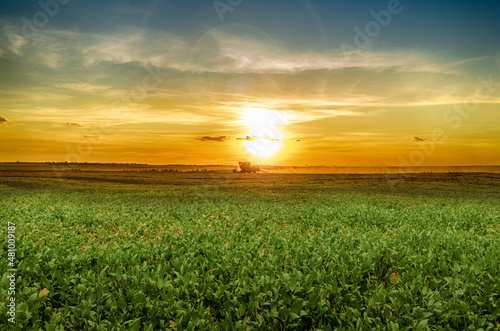 sunset in the field