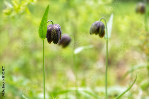 Blooming Fritillaria dagana. Endemic of Southern Siberia, Russia photo