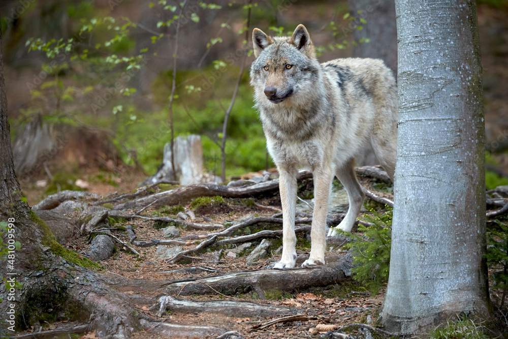 Eurasian wolf, Canis lupus lupus, close up huge gray wolf standing in spring nature. Direct view. Wolf in the green beech forest, Europe, Sumava national park. Eurasian wolf, Canis lupus lupus, close up huge gray wolf standing in spring nature. Direct view. Wolf in the green beech forest, Europe, Sumava national park.