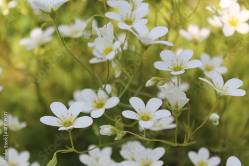 white flowers © Henry