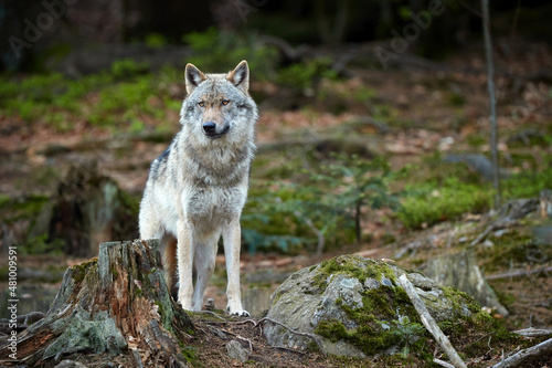 Eurasian wolf, Canis lupus lupus,  huge gray wolf standing  in spring beech forest. Direct view.   Europe,  Czech republic.