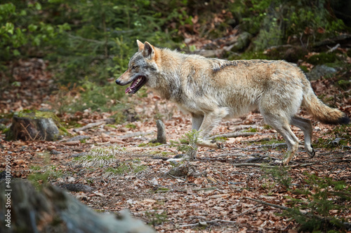 Eurasian wolf  Canis lupus lupus  huge gray wolf running in spring nature.  Wolf running in the green beech forest  Europe  Sumava national park.