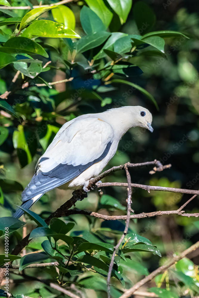 Fototapeta premium Pied Imperial Pigeon, Ducula bicolor, beautiful bird perched in a tree 