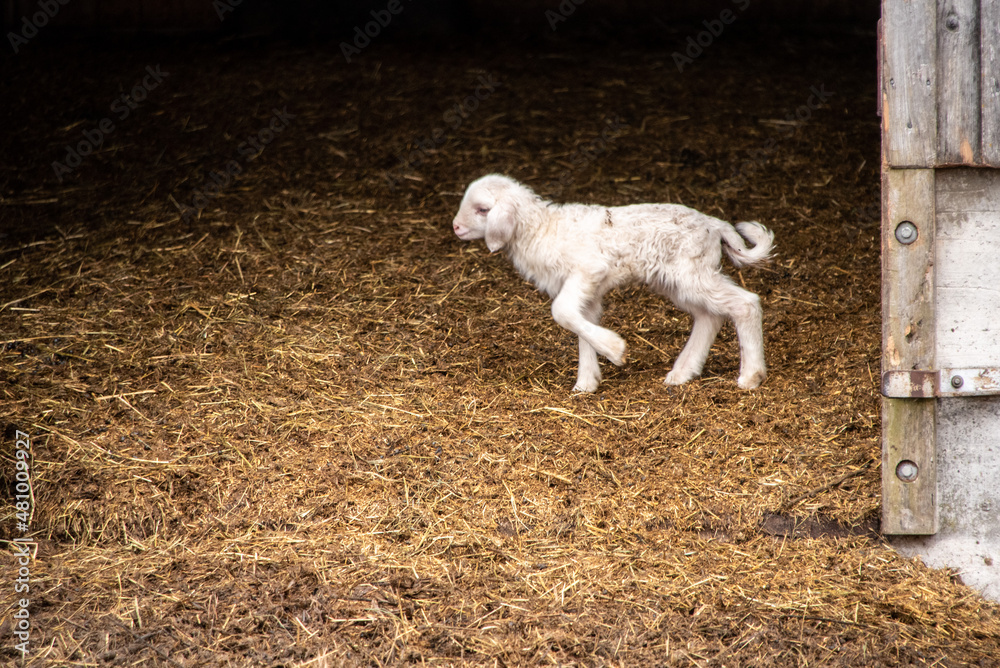 A young lamb jumping happily around in its shed A young lamb jumping happily around in its shed